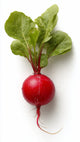 Radish
