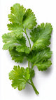 Coriander