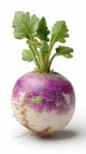 Turnip