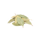 Bayleaf